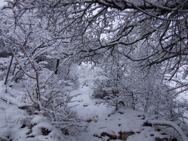 bosco innevato